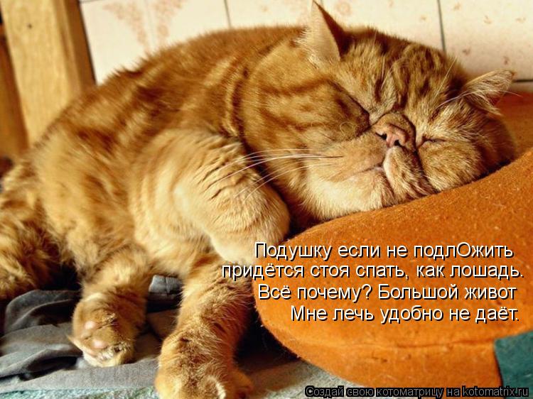 придётся стоя спать, как лошадь. Подушку если не подлОжить Всё почему? Большой живот Мне лечь удобно ... Котоматрица: придётся стоя спать, как лошадь. Подушку если не подлОжить Всё почему? Большой живот Мне лечь удобно не даёт.
