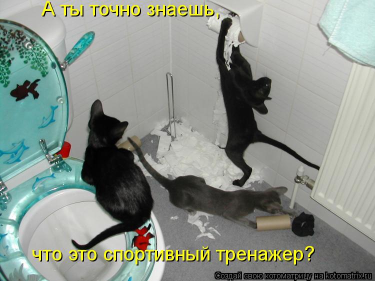 А ты точно знаешь, что это спортивный тренажер?... Котоматрица: А ты точно знаешь, что это спортивный тренажер?