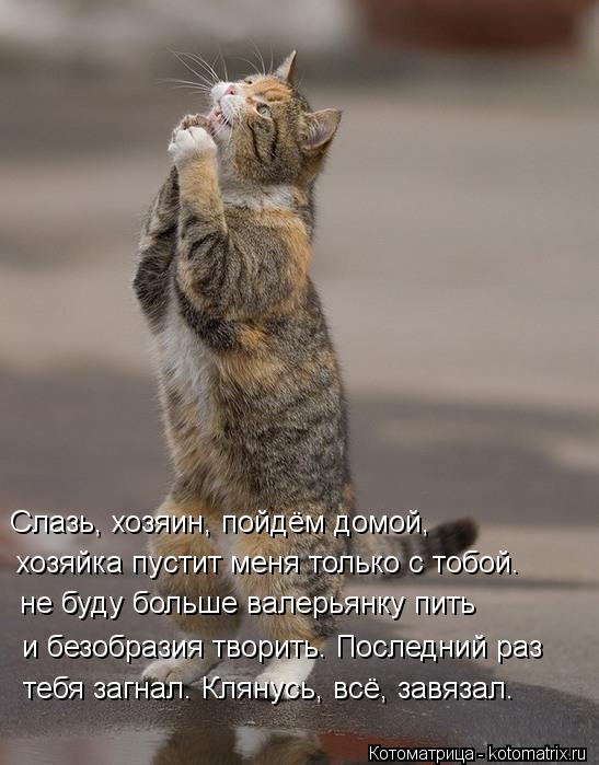 Слазь, хозяин, пойдём домой, хозяйка пустит меня только с тобой. не буду больше валерьянку пить и без... Котоматрица: Слазь, хозяин, пойдём домой, хозяйка пустит меня только с тобой. не буду больше валерьянку пить и безобразия творить. Последний раз тебя заг