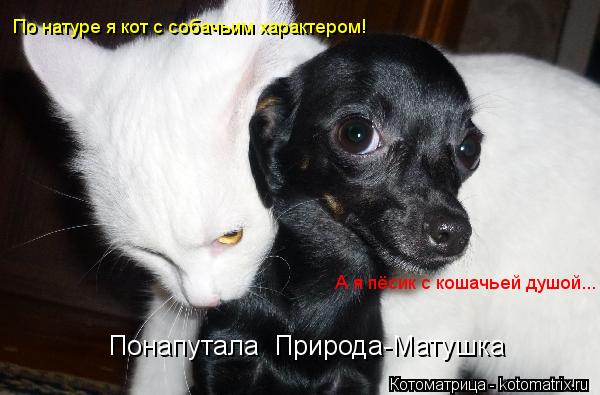 По натуре я кот с собачьим характером! А я пёсик с кошачьей душой... Понапутала Природа-Матушка... Котоматрица: По натуре я кот с собачьим характером! А я пёсик с кошачьей душой... Понапутала Природа-Матушка
