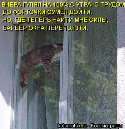 ВЧЕРА ГУЛЯЛ НА 100%.С УТРА С ТРУДОМ ДО ФОРТОЧКИ СУМЕЛ ДОЙТИ. НО, ГДЕ ТЕПЕРЬ НАЙТИ МНЕ СИЛЫ, БАРЬЕР ... Котоматрица: ВЧЕРА ГУЛЯЛ НА 100%.С УТРА С ТРУДОМ ДО ФОРТОЧКИ СУМЕЛ ДОЙТИ. НО, ГДЕ ТЕПЕРЬ НАЙТИ МНЕ СИЛЫ, БАРЬЕР ОКНА ПЕРЕПОЛЗТИ.