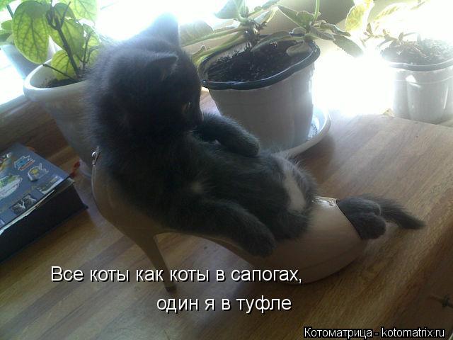 Все коты как коты в сапогах, один я в туфле... Котоматрица: Все коты как коты в сапогах, один я в туфле