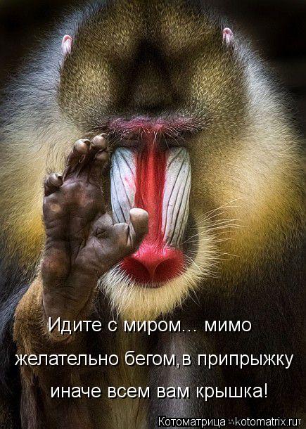 Идите с миром... мимо желательно бегом,в припрыжку иначе всем вам крышка!... Котоматрица: Идите с миром... мимо желательно бегом,в припрыжку иначе всем вам крышка!
