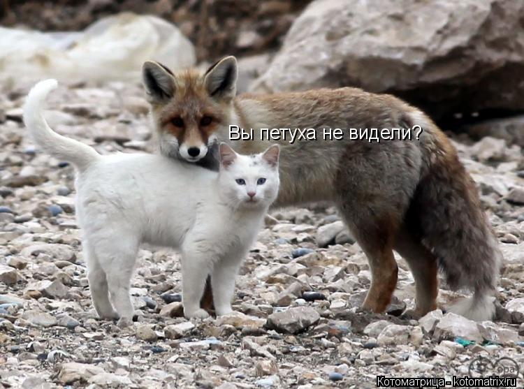 Котоматрица: Вы петуха не видели?
