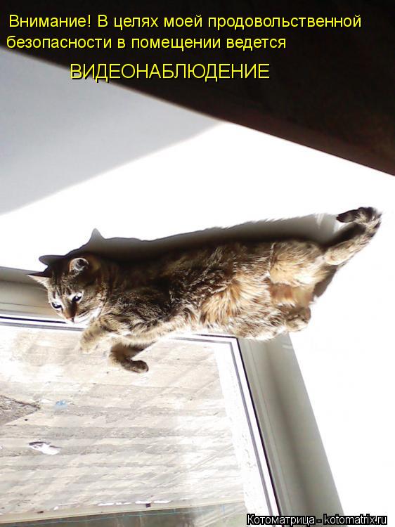 Внимание! В целях моей продовольственной безопасности в помещении ведется ВИДЕОНАБЛЮДЕНИЕ... Котоматрица: Внимание! В целях моей продовольственной безопасности в помещении ведется ВИДЕОНАБЛЮДЕНИЕ
