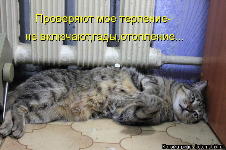 Котоматрица: Проверяют мое терпение- не включают,гады,отопление...