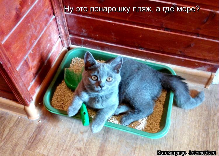 Ну это понарошку пляж, а где море?... Котоматрица: Ну это понарошку пляж, а где море?