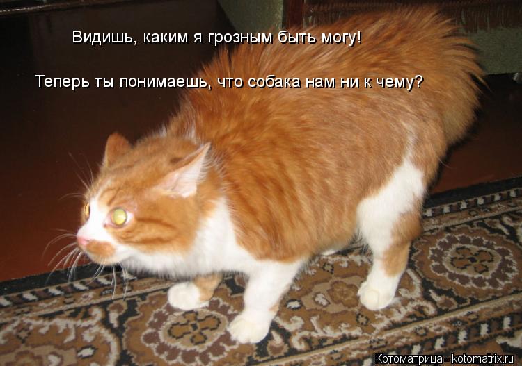 Видишь, каким я грозным быть могу! Теперь ты понимаешь, что собака нам ни к чему?... Котоматрица: Видишь, каким я грозным быть могу! Теперь ты понимаешь, что собака нам ни к чему?