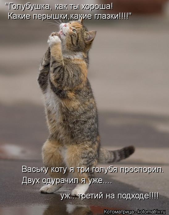 Котоматрица: "Голубушка, как ты хороша! Какие перышки,какие глазки!!!!" Ваську коту я три голубя проспорил. Двух одурачил я уже.... уж...третий на подходе!!!!