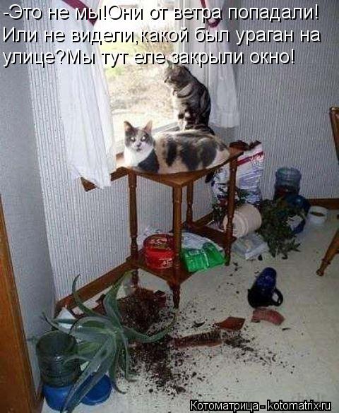 -Это не мы!Они от ветра попадали! Или не видели,какой был ураган на улице?Мы тут еле закрыли окно!... Котоматрица: -Это не мы!Они от ветра попадали! Или не видели,какой был ураган на улице?Мы тут еле закрыли окно!