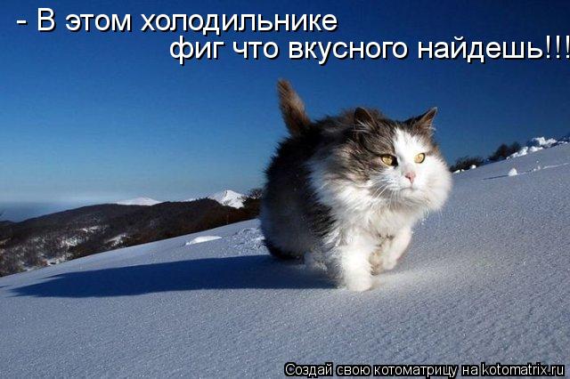 - В этом холодильнике фиг что вкусного найдешь!!!... Котоматрица: - В этом холодильнике фиг что вкусного найдешь!!!