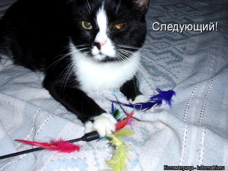 Следующий!... Котоматрица: Следующий!