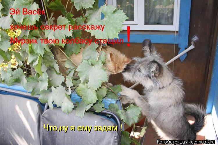 Эй Васёк хочешь секрет расскажу Мурзик твою колбасу стащил ! Что,ну я ему задам !... Котоматрица: Эй Васёк хочешь секрет расскажу Мурзик твою колбасу стащил ! Что,ну я ему задам !