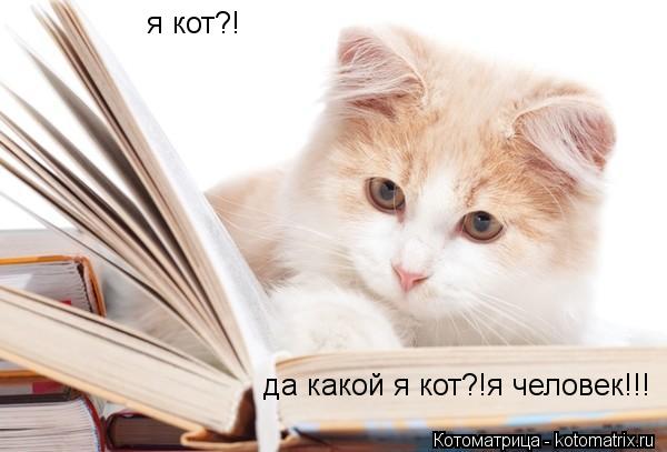 я кот?! да какой я кот?!я человек!!!... Котоматрица: я кот?! да какой я кот?!я человек!!!