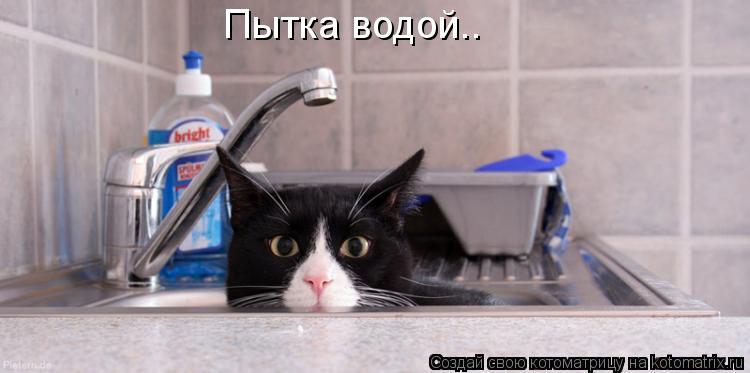 Пытка водой..... Котоматрица: Пытка водой..