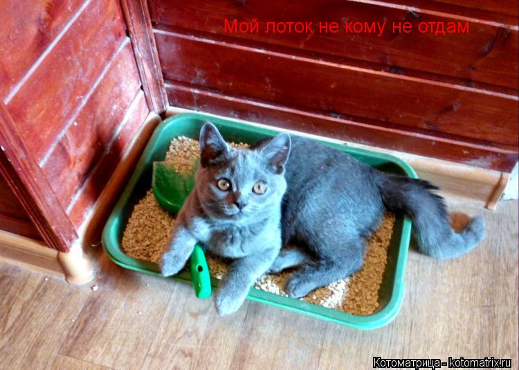 Мой лоток не кому не отдам... Котоматрица: Мой лоток не кому не отдам