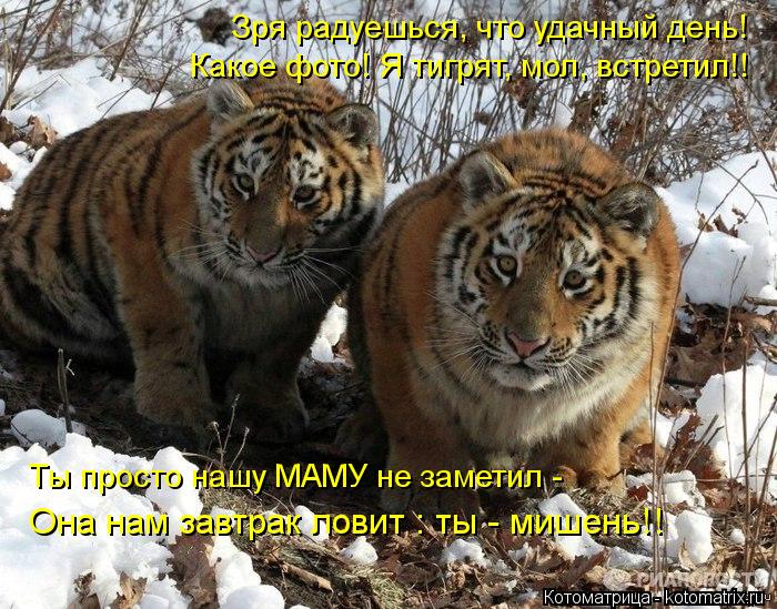 Зря радуешься, что удачный день! Какое фото! Я тигрят, мол, встретил!! Ты просто нашу МАМУ не заметил... Котоматрица: Зря радуешься, что удачный день! Какое фото! Я тигрят, мол, встретил!! Ты просто нашу МАМУ не заметил - Она нам завтрак ловит : ты - мишень!!