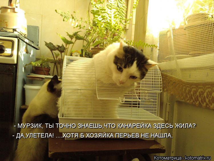 - МУРЗИК, ТЫ ТОЧНО ЗНАЕШЬ,ЧТО КАНАРЕЙКА ЗДЕСЬ ЖИЛА? - ДА,УЛЕТЕЛА! ....ХОТЯ Б ХОЗЯЙКА ПЕРЬЕВ НЕ НАШЛА.... Котоматрица: - МУРЗИК, ТЫ ТОЧНО ЗНАЕШЬ,ЧТО КАНАРЕЙКА ЗДЕСЬ ЖИЛА? - ДА,УЛЕТЕЛА! ....ХОТЯ Б ХОЗЯЙКА ПЕРЬЕВ НЕ НАШЛА.