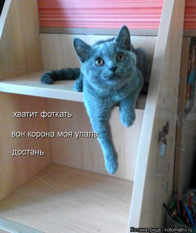 хватит фоткать вон корона моя упала, достань... Котоматрица: хватит фоткать вон корона моя упала, достань