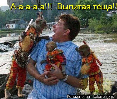 Котоматрица: А-а-а-а-а!!!  Вылитая тёща!!!