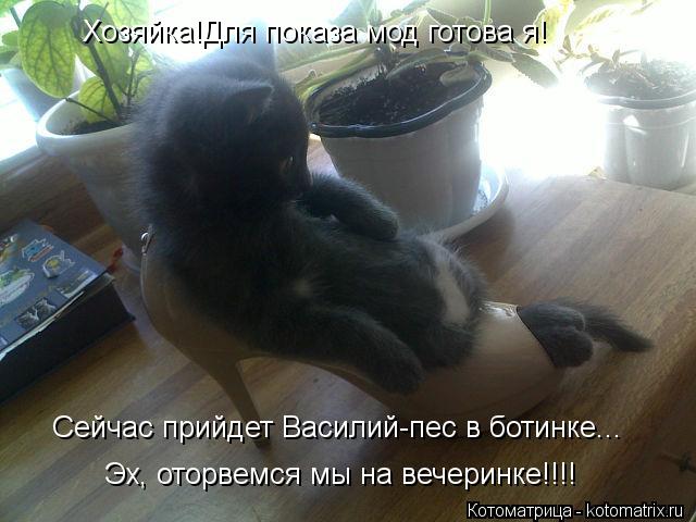 Хозяйка!Для показа мод готова я! Сейчас прийдет Василий-пес в ботинке... Эх, оторвемся мы на вечеринк... Котоматрица: Хозяйка!Для показа мод готова я! Сейчас прийдет Василий-пес в ботинке... Эх, оторвемся мы на вечеринке!!!!