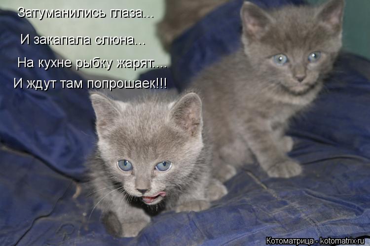 Затуманились глаза... И закапала слюна... На кухне рыбку жарят.... И ждут там попрошаек!!!... Котоматрица: Затуманились глаза... И закапала слюна... На кухне рыбку жарят.... И ждут там попрошаек!!!