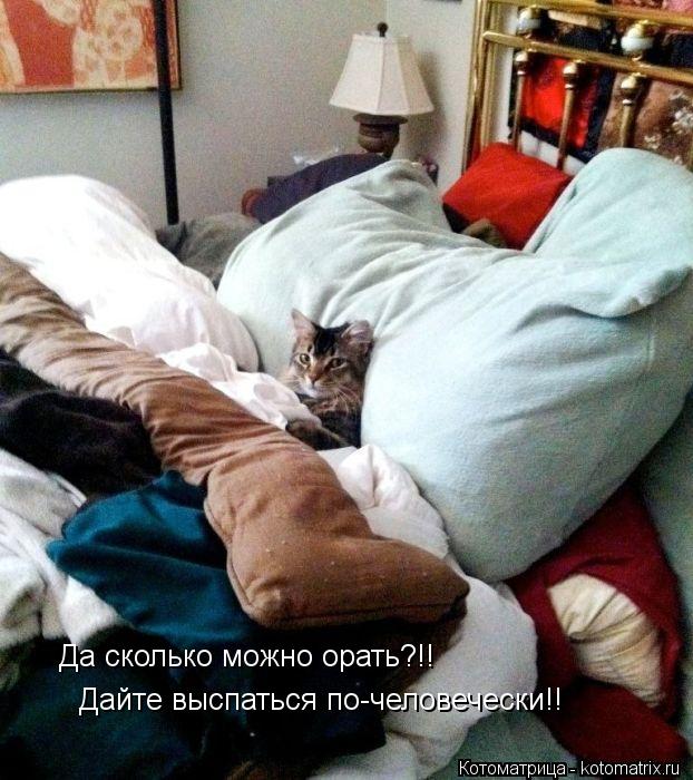 Да сколько можно орать?!! Дайте выспаться по-человечески!!... Котоматрица: Да сколько можно орать?!! Дайте выспаться по-человечески!!