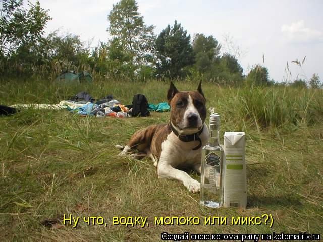 Ну что, водку, молоко или микс?)... Котоматрица: Ну что, водку, молоко или микс?)