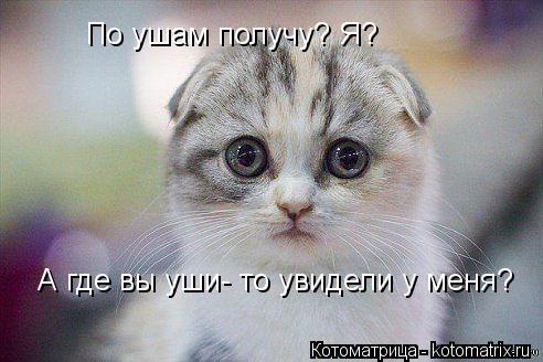По ушам получу? Я? А где вы уши- то увидели у меня?... Котоматрица: По ушам получу? Я? А где вы уши- то увидели у меня?