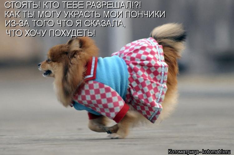 СТОЯТЬ! КТО ТЕБЕ РАЗРЕШАЛ!?! КАК ТЫ МОГУ УКРАСТЬ МОИ ПОНЧИКИ ИЗ-ЗА ТОГО ЧТО Я СКАЗАЛА, ЧТО ХОЧУ ПОХУ... Котоматрица: СТОЯТЬ! КТО ТЕБЕ РАЗРЕШАЛ!?! КАК ТЫ МОГУ УКРАСТЬ МОИ ПОНЧИКИ ИЗ-ЗА ТОГО ЧТО Я СКАЗАЛА, ЧТО ХОЧУ ПОХУДЕТЬ!