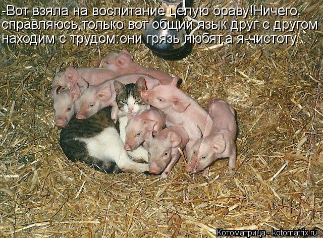 -Вот взяла на воспитание целую ораву!Ничего, справляюсь,только вот общий язык друг с другом находим с... Котоматрица: -Вот взяла на воспитание целую ораву!Ничего, справляюсь,только вот общий язык друг с другом находим с трудом:они грязь любят,а я-чистоту...