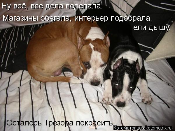 Ну всё, все дела поделала. Магазины обегала, интерьер подобрала, ели дышу. Осталось Трезора покрасит... Котоматрица: Ну всё, все дела поделала. Магазины обегала, интерьер подобрала, ели дышу. Осталось Трезора покрасить.