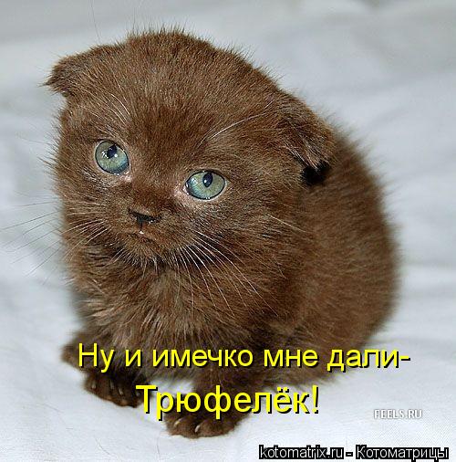 Ну и имечко мне дали- Трюфелёк!... Котоматрица: Ну и имечко мне дали- Трюфелёк!