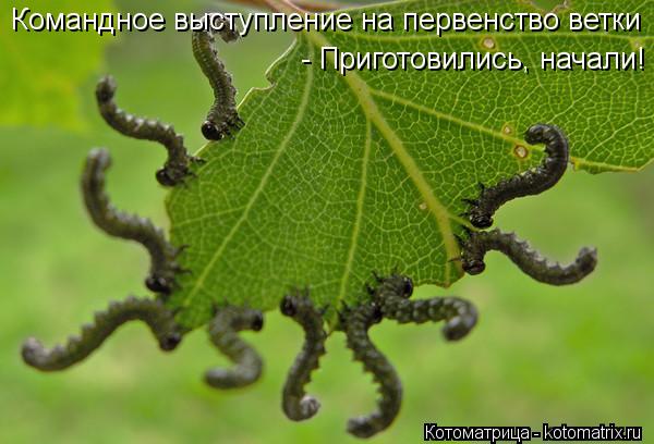 Котоматрица: Командное выступление на первенство ветки - Приготовились, начали!