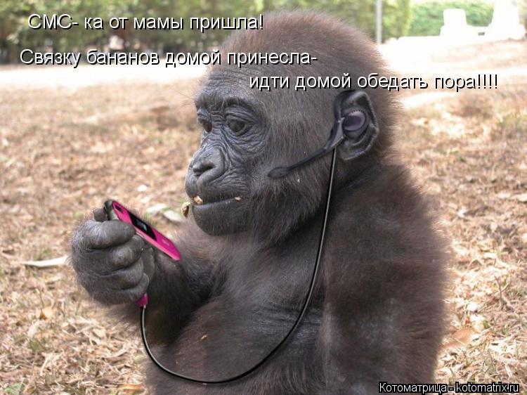 СМС- ка от мамы пришла! Связку бананов домой принесла- идти домой обедать пора!!!!... Котоматрица: СМС- ка от мамы пришла! Связку бананов домой принесла- идти домой обедать пора!!!!