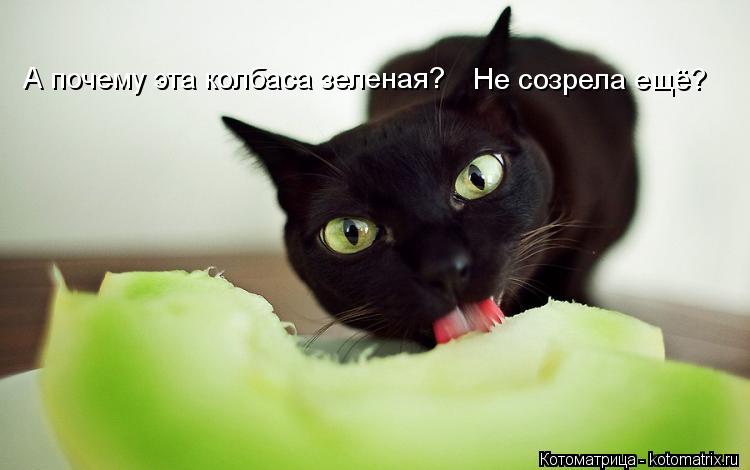 А почему эта колбаса зеленая? Не созрела ещё?... Котоматрица: А почему эта колбаса зеленая? Не созрела ещё?