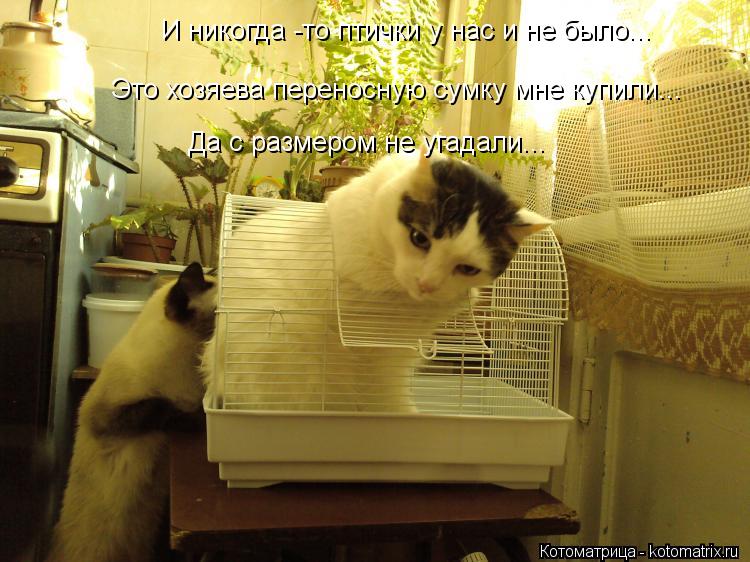 И никогда -то птички у нас и не было... Это хозяева переносную сумку мне купили... Да с размером не у... Котоматрица: И никогда -то птички у нас и не было... Это хозяева переносную сумку мне купили... Да с размером не угадали...