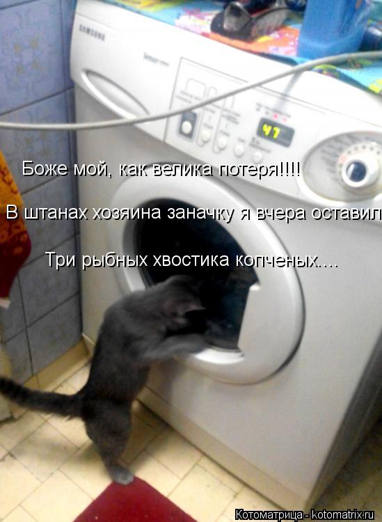 Боже мой, как велика потеря!!!! В штанах хозяина заначку я вчера оставил.... Три рыбных хвостика копч... Котоматрица: Боже мой, как велика потеря!!!! В штанах хозяина заначку я вчера оставил.... Три рыбных хвостика копченых....