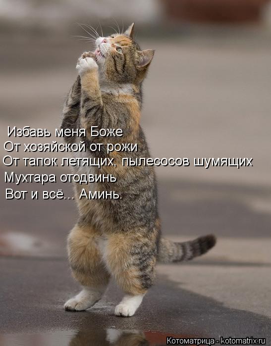 Избавь меня Боже Вот и всё... Аминь. От хозяйской от рожи От тапок летящих, пылесосов шумящих Мухтара... Котоматрица: Избавь меня Боже Вот и всё... Аминь. От хозяйской от рожи От тапок летящих, пылесосов шумящих Мухтара отодвинь