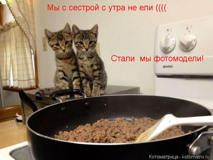 Мы с сестрой с утра не ели (((( Стали мы фотомодели!... Котоматрица: Мы с сестрой с утра не ели (((( Стали мы фотомодели!