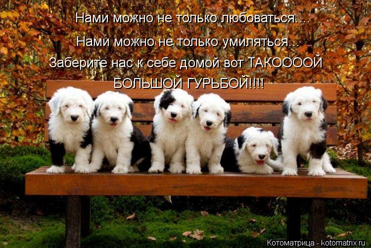 Нами можно не только любоваться.... Нами можно не только умиляться... Заберите нас к себе домой вот Т... Котоматрица: Нами можно не только любоваться.... Нами можно не только умиляться... Заберите нас к себе домой вот ТАКООООЙ БОЛЬШОЙ ГУРЬБОЙ!!!!