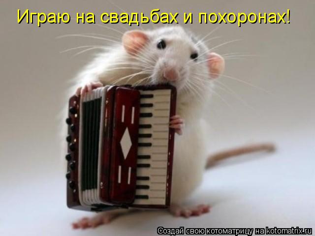 Играю на свадьбах и похоронах!... Котоматрица: Играю на свадьбах и похоронах!