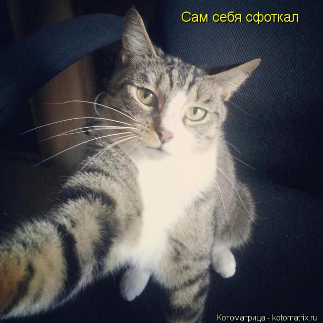 Сам себя сфоткал... Котоматрица: Сам себя сфоткал
