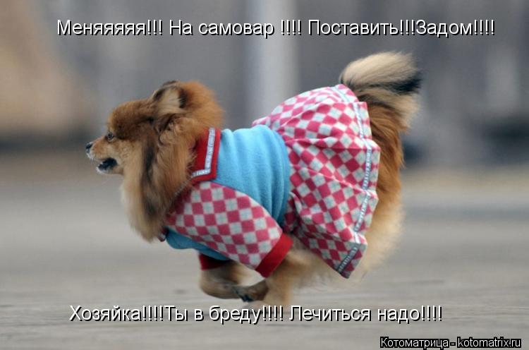 Меняяяяя!!! На самовар !!!! Поставить!!!Задом!!!! Хозяйка!!!!Ты в бреду!!!! Лечиться надо!!!!... Котоматрица: Меняяяяя!!! На самовар !!!! Поставить!!!Задом!!!! Хозяйка!!!!Ты в бреду!!!! Лечиться надо!!!!