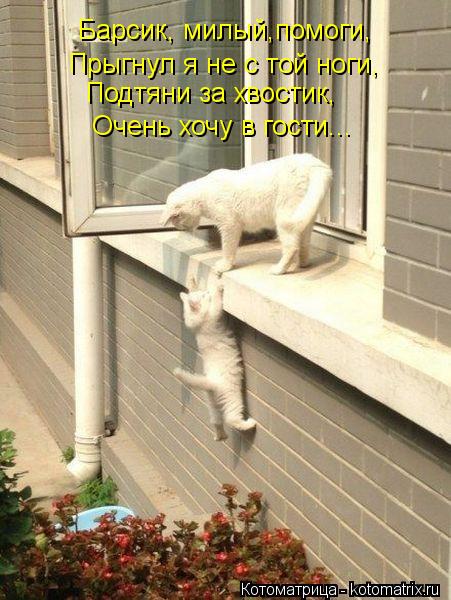 Котоматрица: Барсик, милый,помоги, Прыгнул я не с той ноги, Подтяни за хвостик, Очень хочу в гости...