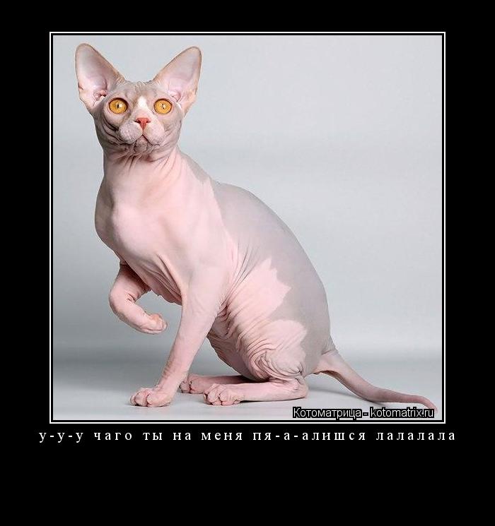 у-у-у чаго ты на меня пя-а-алишся лалалала ... Котоматрица: у-у-у чаго ты на меня пя-а-алишся лалалала