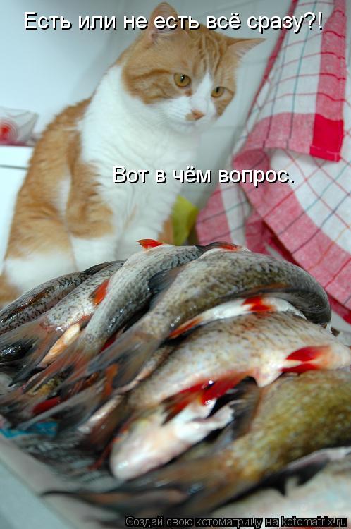 Есть или не есть всё сразу?! Вот в чём вопрос.... Котоматрица: Есть или не есть всё сразу?! Вот в чём вопрос.