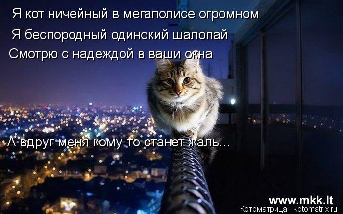 Я кот ничейный в мегаполисе огромном Я беспородный одинокий шалопай Смотрю с надеждой в ваши окна А в... Котоматрица: Я кот ничейный в мегаполисе огромном Я беспородный одинокий шалопай Смотрю с надеждой в ваши окна А вдруг меня кому-то станет жаль...