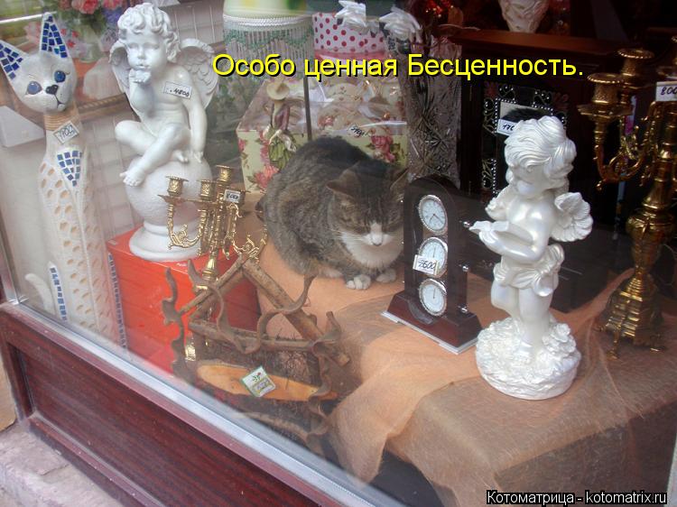 Особо ценная Бесценность.... Котоматрица: Особо ценная Бесценность.
