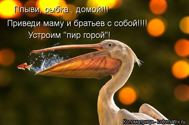 Плыви, рыбка , домой!!! Приведи маму и братьев с собой!!!! Устроим "пир горой"!... Котоматрица: Плыви, рыбка , домой!!! Приведи маму и братьев с собой!!!! Устроим "пир горой"!